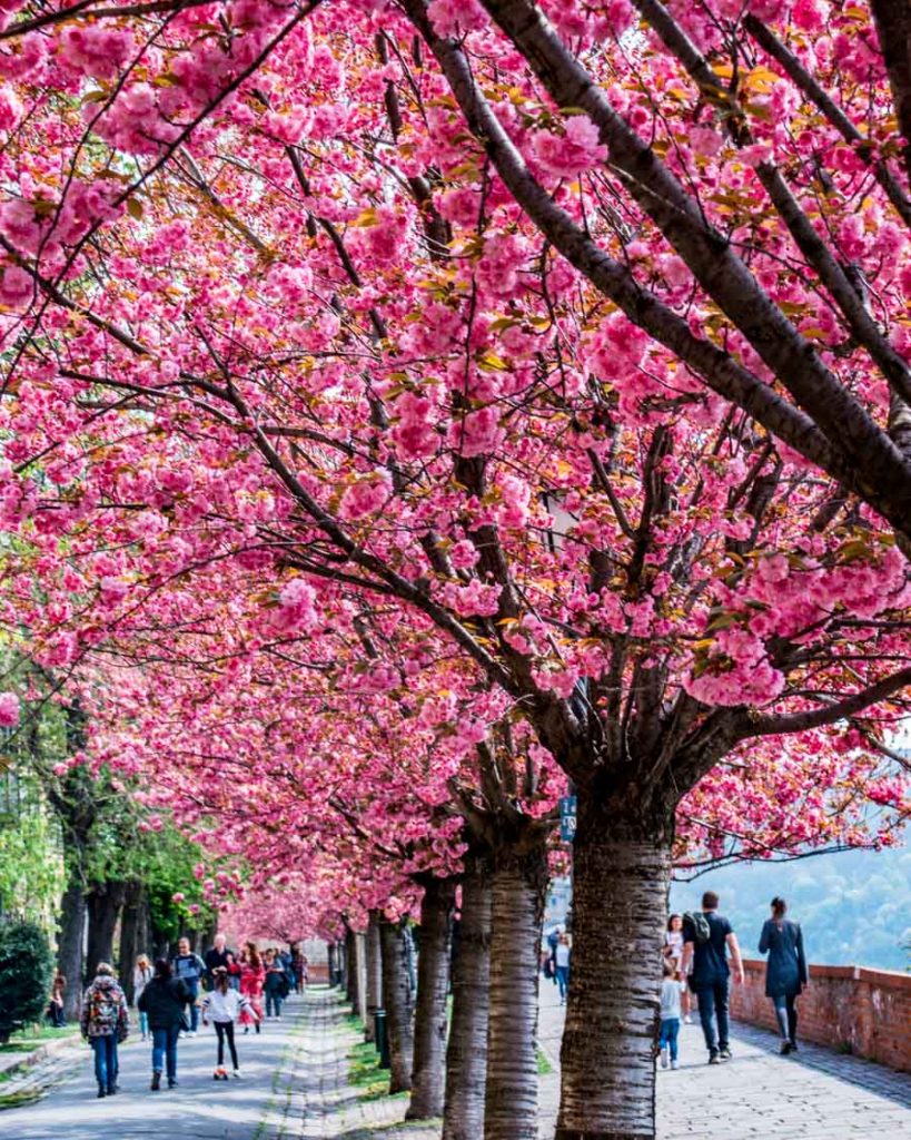 Cherry trees Budapest