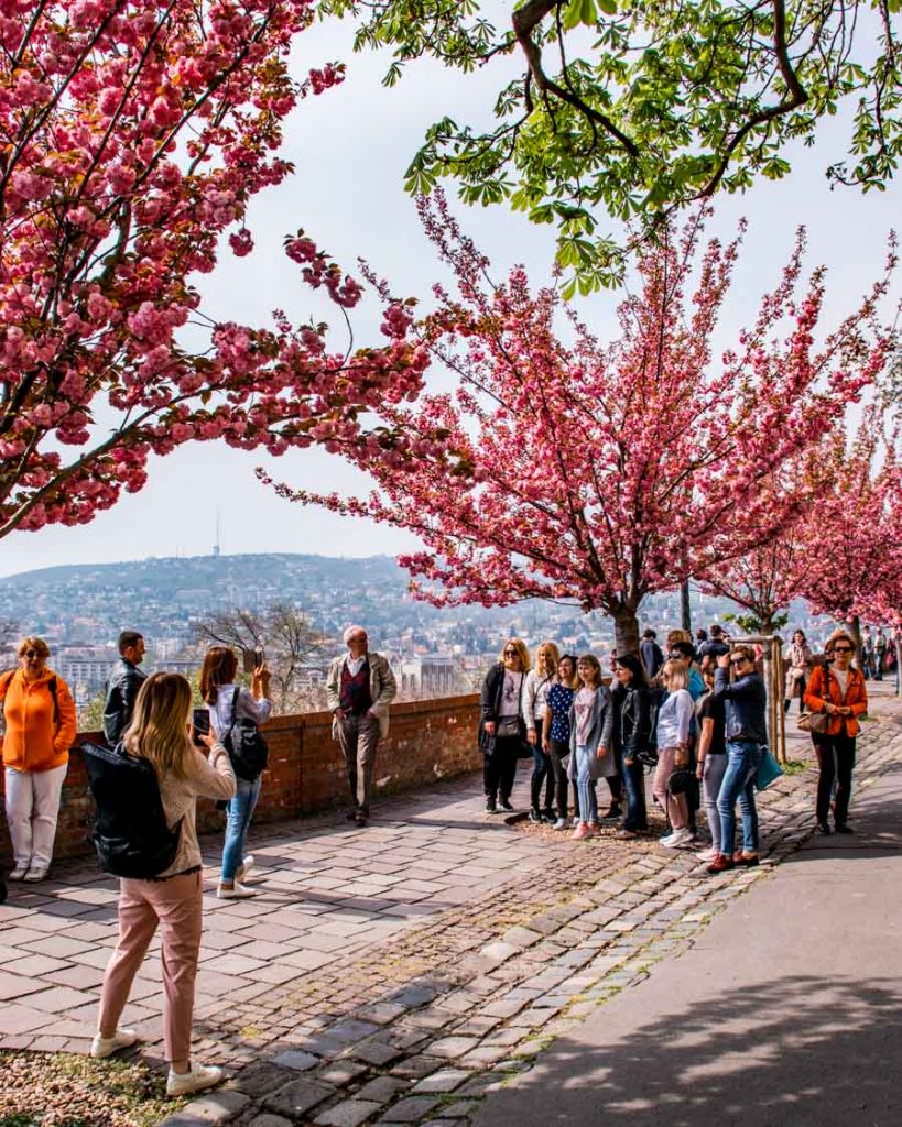 Tourists are enjoying the sight of the blossoming trees